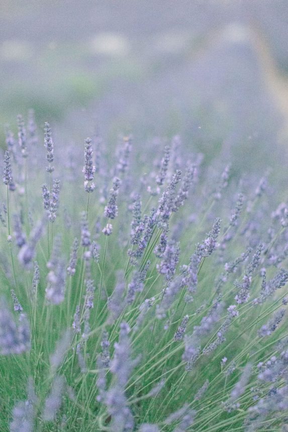 Un elopement au Domaine des Martins en Provence - Capucine Atelier Floral - fleuriste mariage fine art