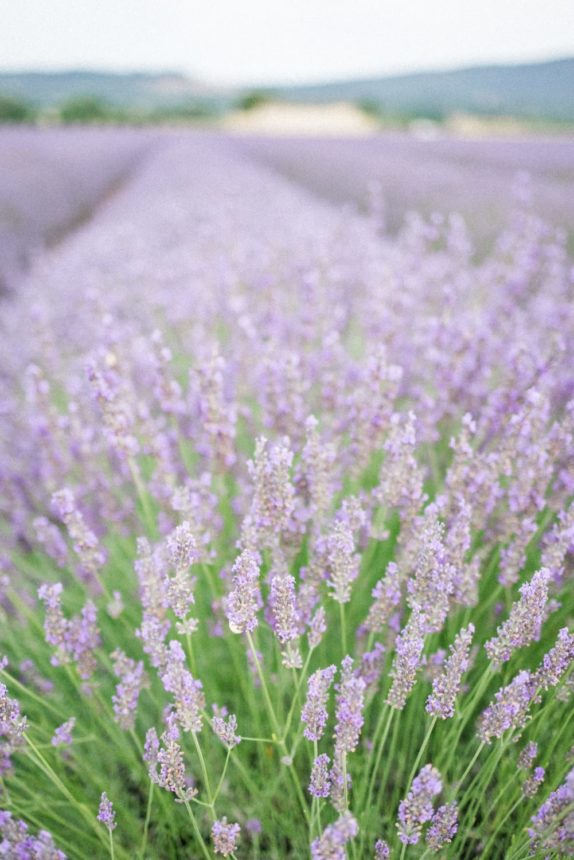A romantic wedding in the lavender fields in Provence - Atelier Capucine - Floral designer Provence - Fine art wedding